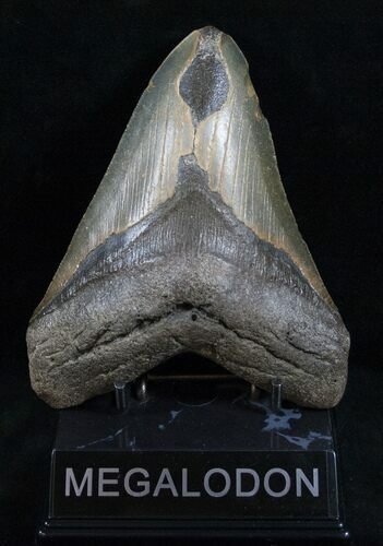 Megalodon Tooth - North Carolina #13752